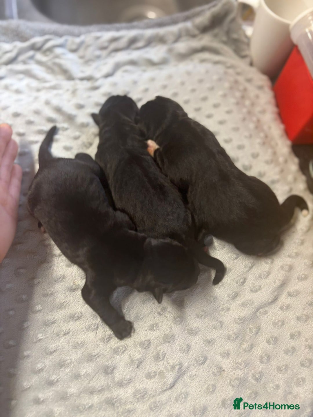 Mixed Breed dogs for sale: Huge American akita x cane corso pups - Image 1
