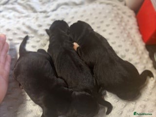 Mixed Breed dogs - Advert 36