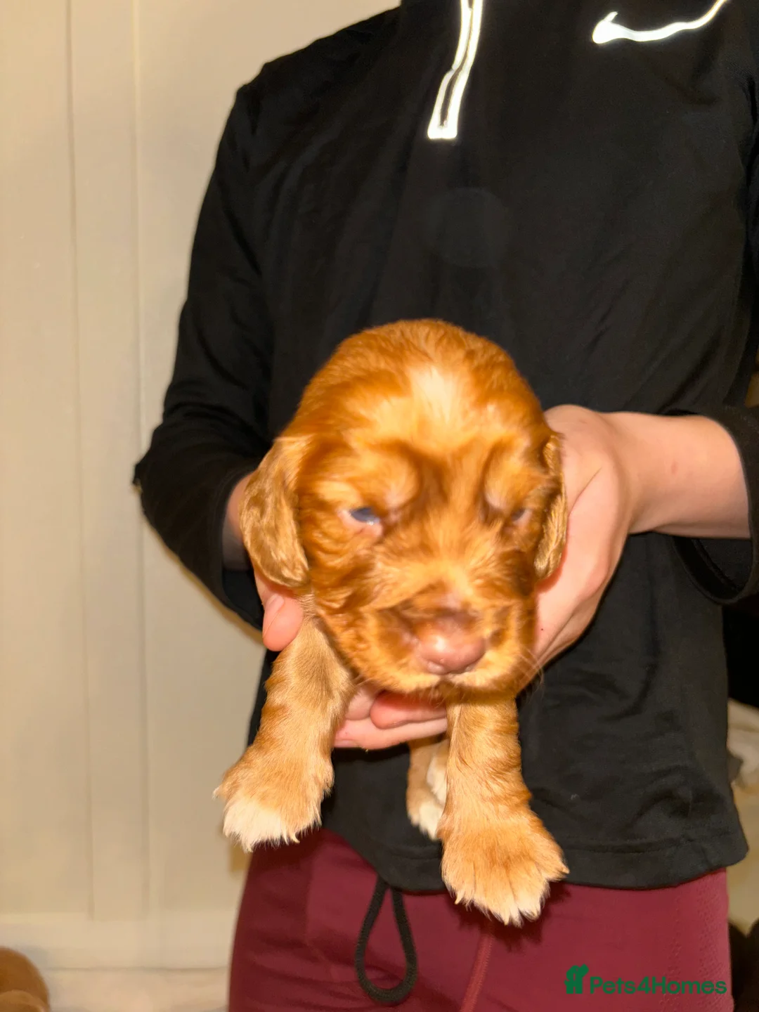Cocker Spaniel dogs for sale: Working type cocker spaniel puppys - Advert 23