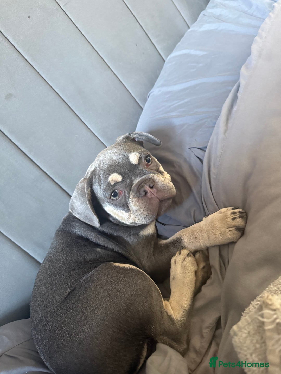French Bulldog dogs for sale: French bulldog  - Image 2