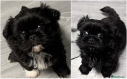 Shih Tzu dogs for sale: Standard Shih Tzu puppies  - Image 1