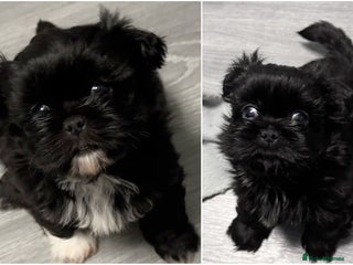 Shih Tzu dogs for sale - Advert 1