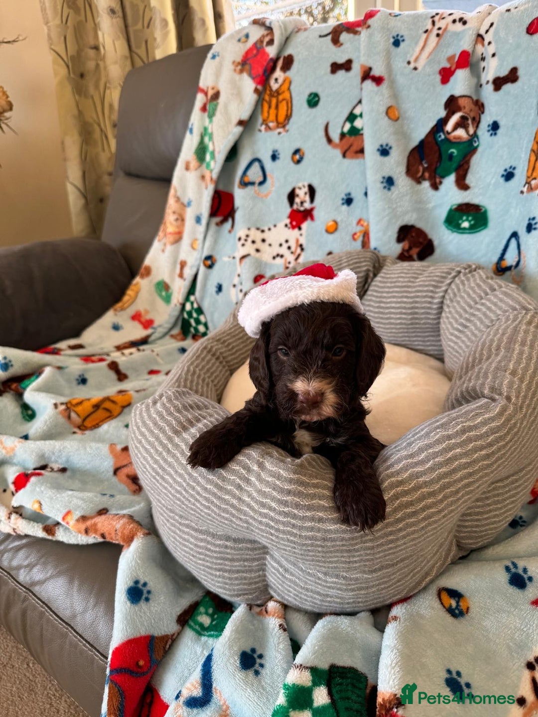 Cockapoo dogs for sale: Exceptional F1 Cockapoo puppies  - Advert 2