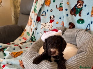 Cockapoo dogs Exceptional F1 Cockapoo puppies - Advert 18