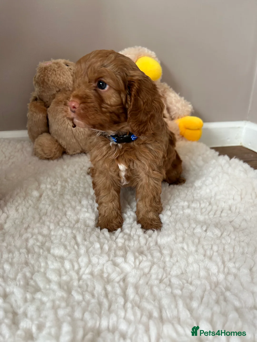 Cavalier King Charles Spaniel dogs for stud: 🌹KC REGISTERED HEALTH TESTED RUBY CKC FOR STUD in Sheerness - Advert 19