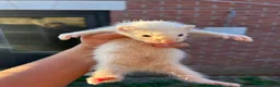 Ferret rodents for sale: Male ferret kits for sale  in Oakham - Advert 3