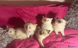 Ragamese cats for sale: Ragamese - Ragdoll x Siamese adorable kittens  - Image 23