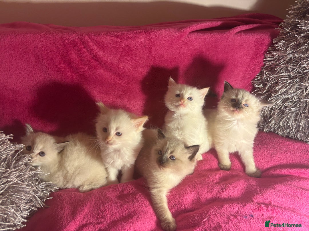 Ragamese cats for sale: Ragamese - Ragdoll x Siamese adorable kittens  - Image 23