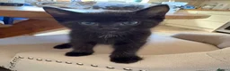 Ragdoll cats for sale: Ragdoll x Russian Blue Kittens - Advert 4