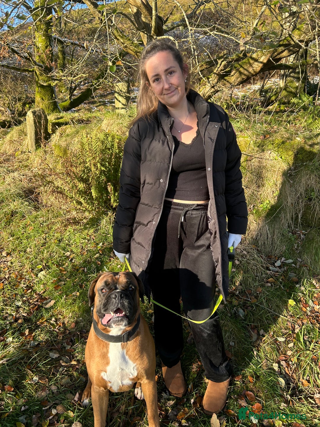 Boxer dogs for stud: Proven stud amazing temperament & health tested - Advert 8