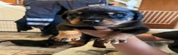 Rottweiler dogs for sale: Beautiful Rottweiler puppies  in Mablethorpe - Advert 9