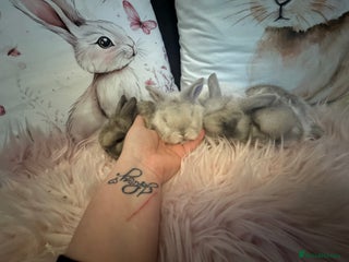 Mini Lop rabbits Pedigree Mini Lops - Advert 1