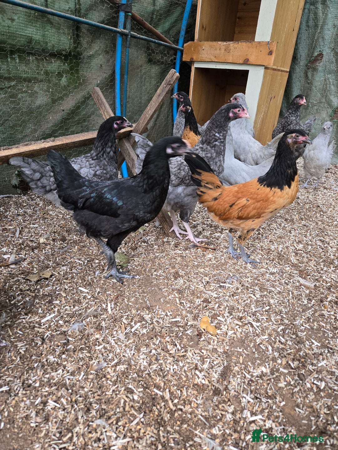 Chickens poultry for sale: Chickens for sale  - Image 3