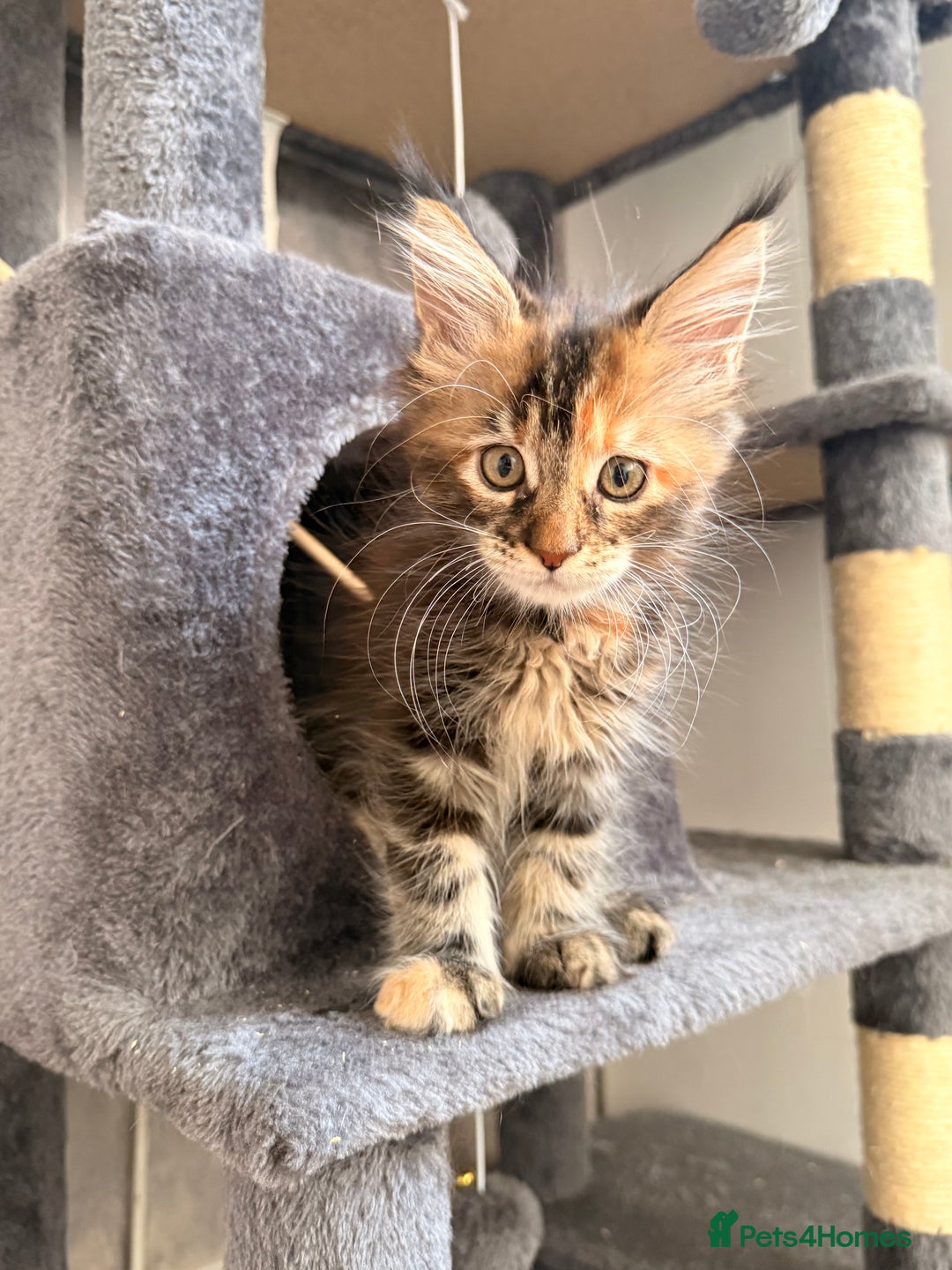 Maine Coon cats for sale: 🐾 2 MAINE COON KITTENS LOOKING FOR LOVING HOME 🐾 - Advert 6