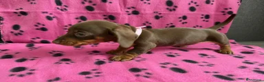 Miniature Dachshund Puppy 6