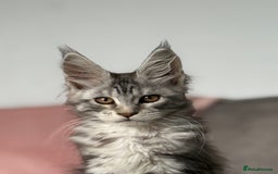Maine Coon cats for sale: Rare opportunity imported stud  - Image 5