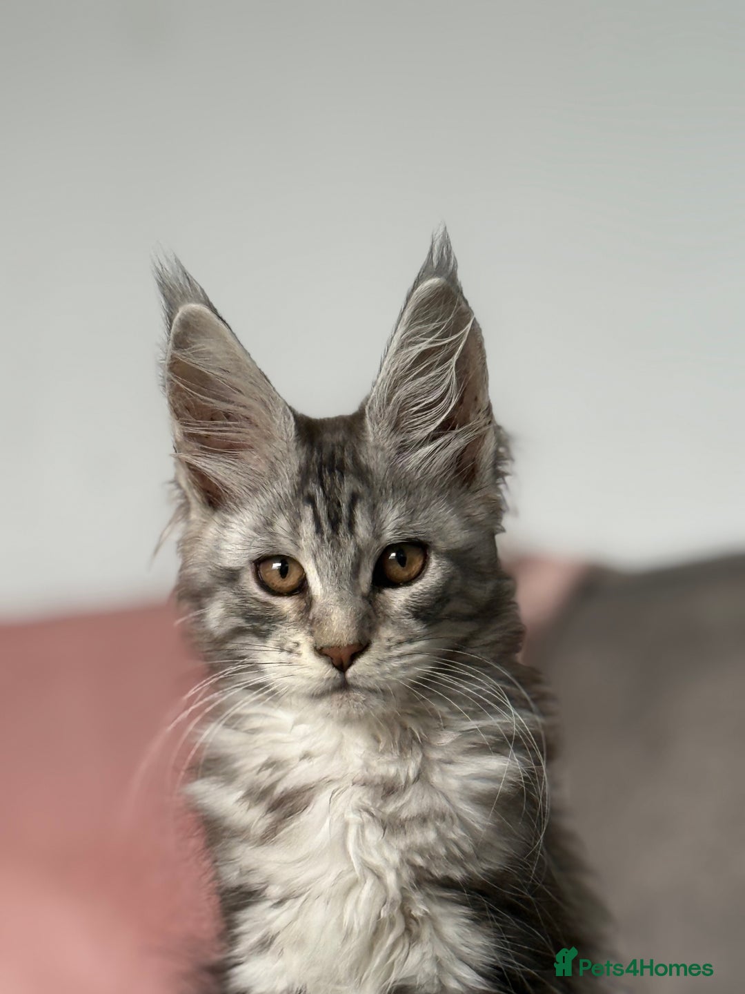 Maine Coon cats for sale: Rare opportunity imported stud  - Image 5