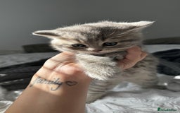 Scottish Fold cats for sale: Gorgeous Scottish fold/Straight kittens - Image 5