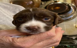 English Springer Spaniel dogs for sale: 5th Gen Springers: Purebred, 7th litter, 36 total - Image 25