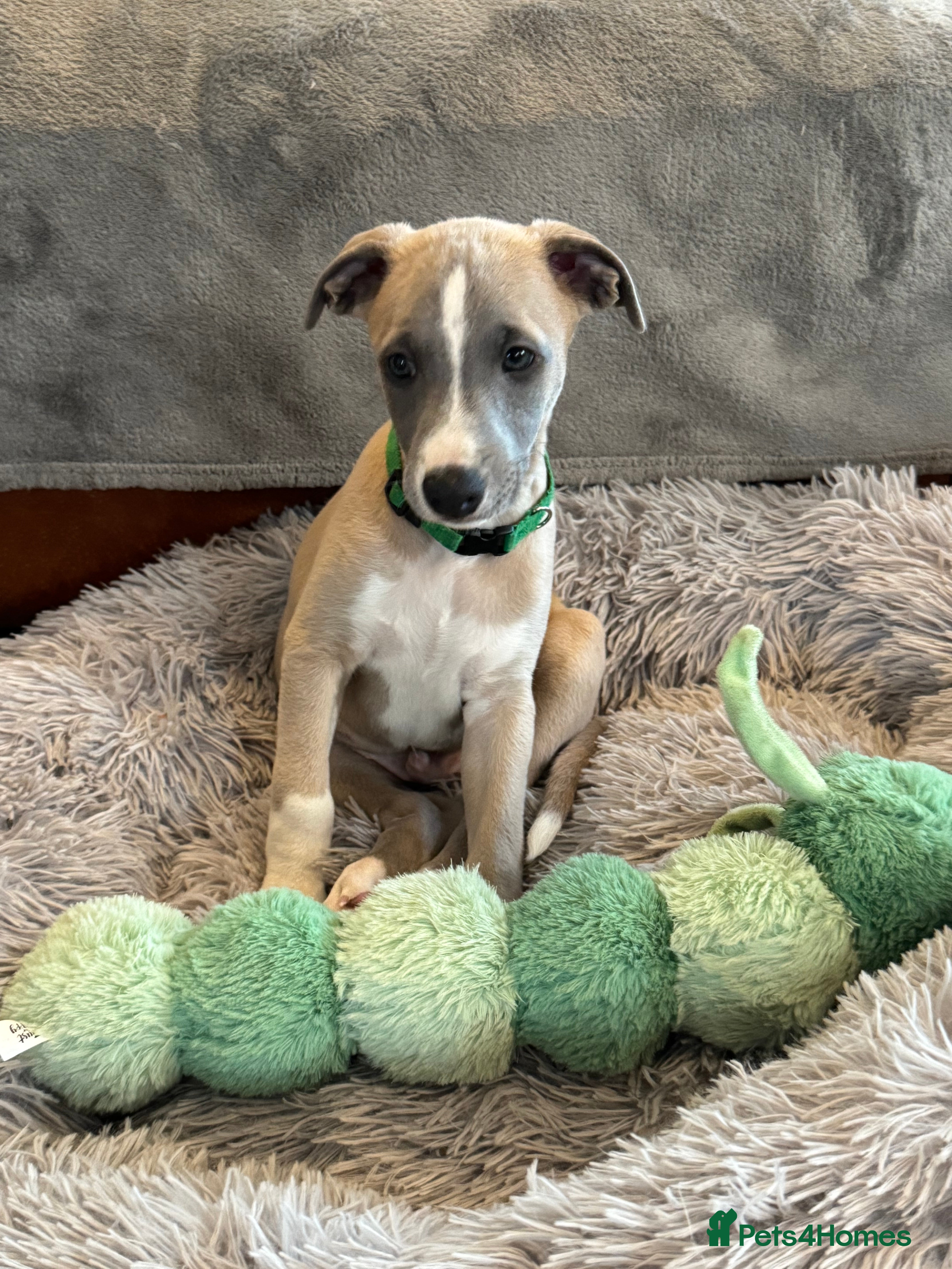 Whippet dogs KC whippet puppies  - Advert 2