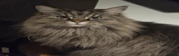 Mixed Breed cats for sale: Family of 5 Hairy Magical Mainecoon/Ragdoll Mix - Advert 12