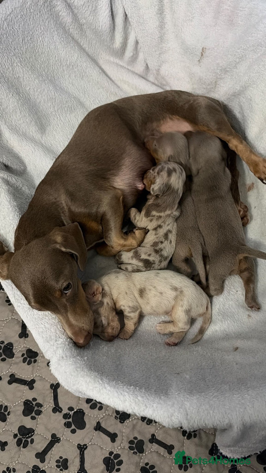 Miniature Dachshund dogs for sale: Beautiful Miniature Dachshund Girls - Advert 2