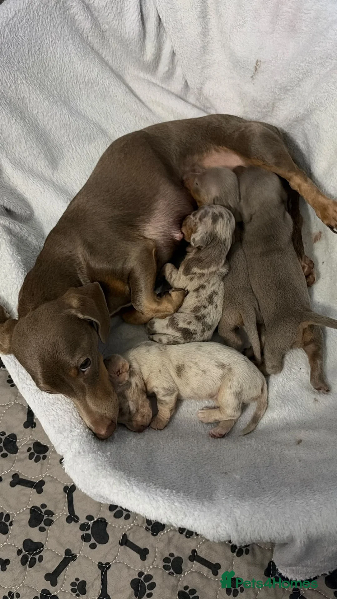 Miniature Dachshund dogs for sale: Beautiful Miniature Dachshund Girls in Liverpool - Advert 1
