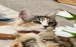 Maine Coon cats for sale: Maine coon Kittens Ready to go! 100% Pedigree   in Derby - Image 32