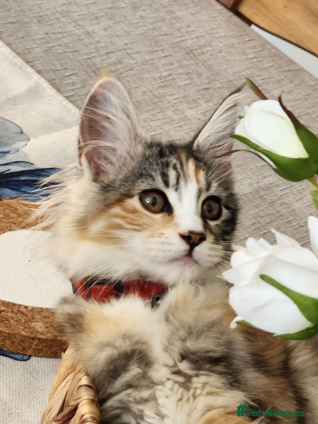 Maine Coon cats for sale: Maine coon Kittens Ready to go! 100% Pedigree   in Derby - Image 32