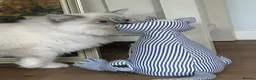 Ragdoll cats for sale: Regdoolll - a beautiful boy - Advert 3