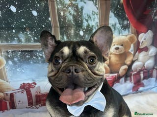 French Bulldog dogs Male french bulldog - Advert 11