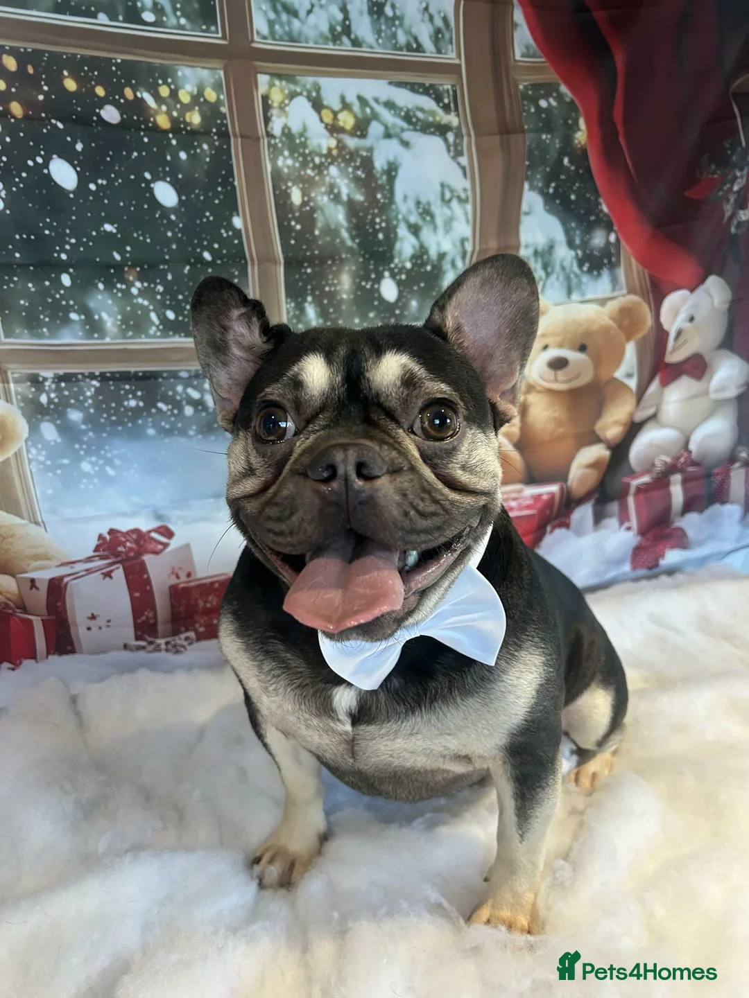 French Bulldog dogs for sale: Male french bulldog - Advert 1