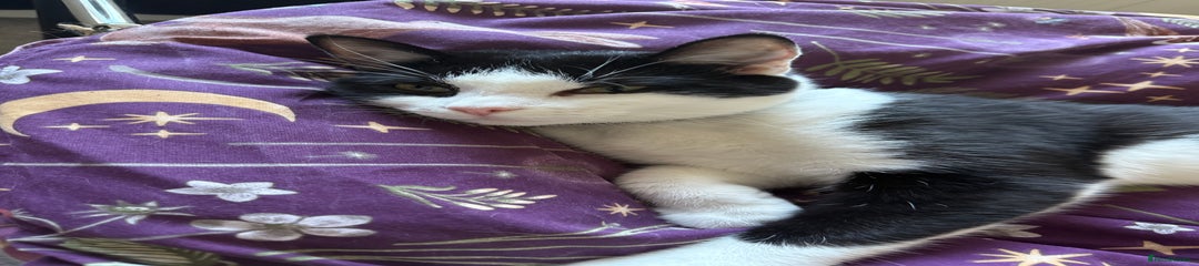 Mixed Breed Cat