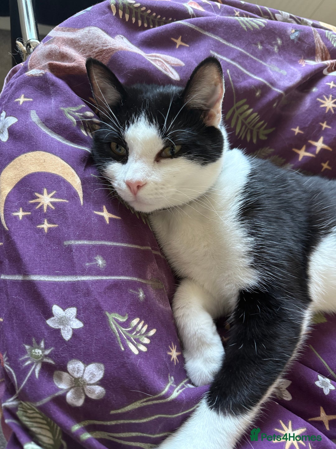 Mixed Breed cats for sale: Rehoming Our Girl - Image 1