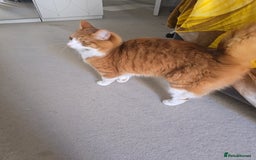 Mixed Breed cats for sale: Simba ginger mixed breed  - Image 3