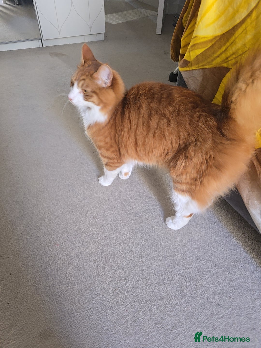 Mixed Breed cats for sale: Simba ginger mixed breed  - Image 3