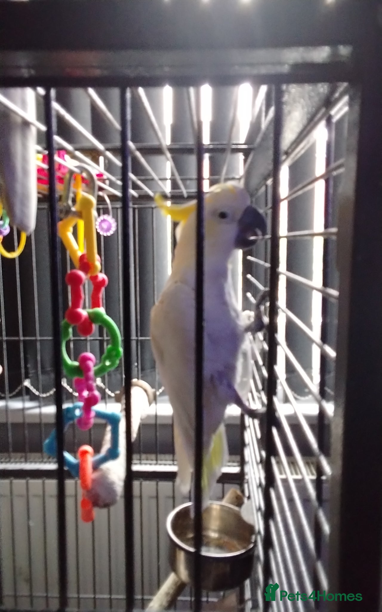 Cockatoo birds Cockatoo - Advert 16