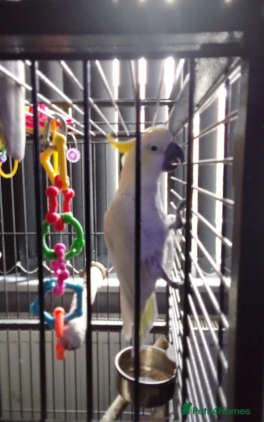 Cockatoo birds for sale: Cockatoo in Wallsend - Advert 1