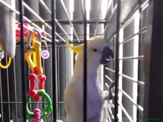 Cockatoo birds Cockatoo - Advert 1