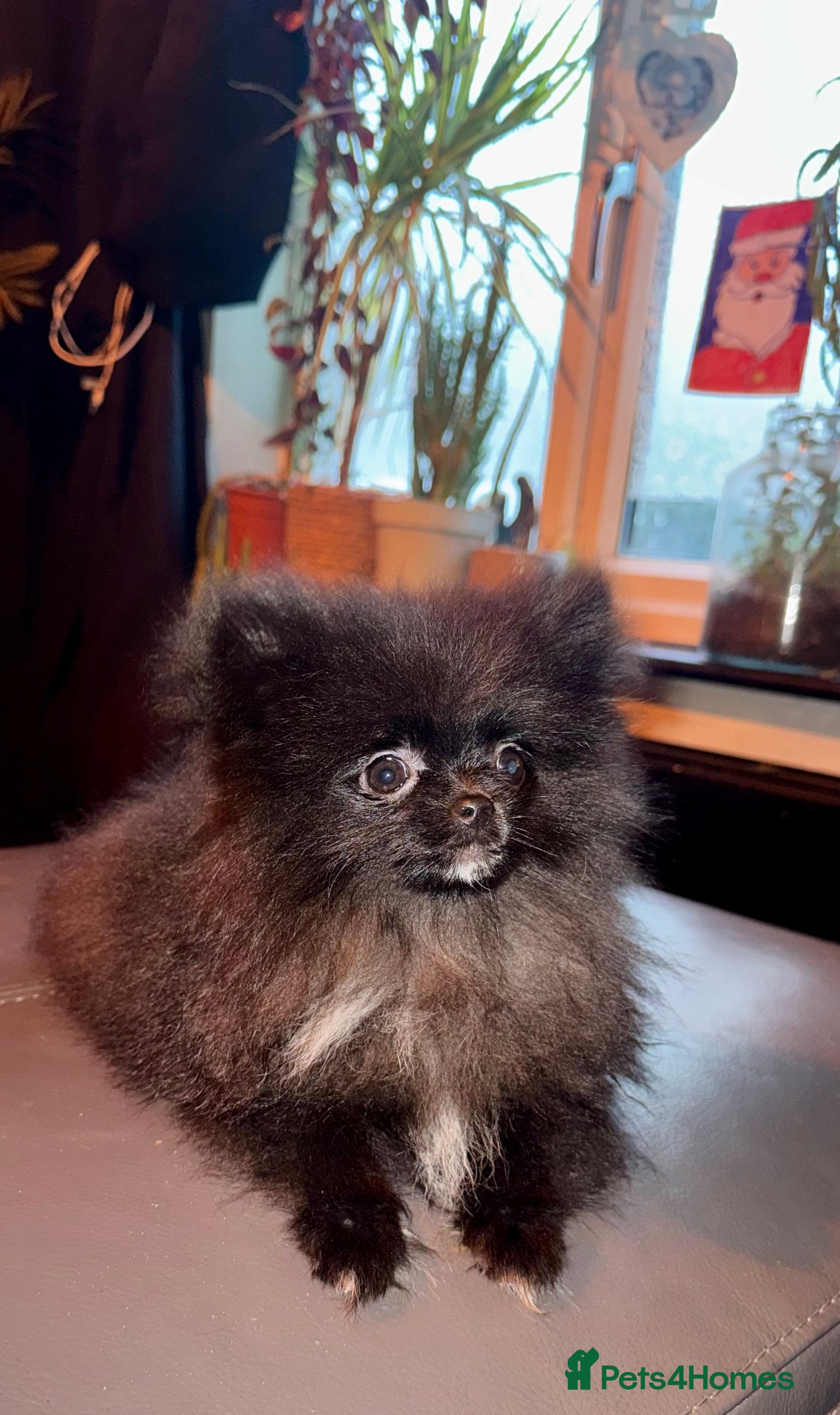 Pomeranian dogs 2 sweet tiny boys! - Advert 12