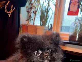 Pomeranian dogs 2 sweet tiny boys! - Advert 12