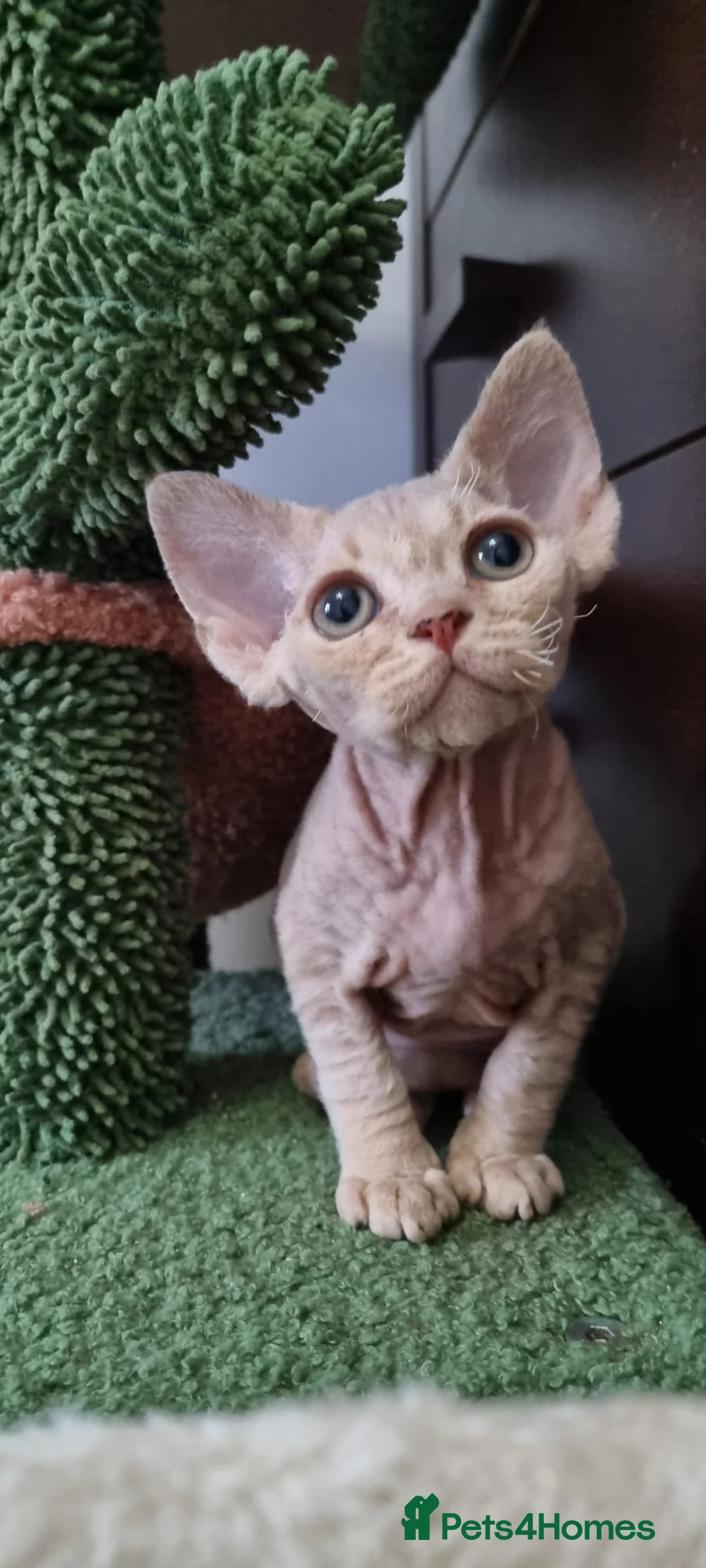 Devon Rex cats for sale: ❤️ Gorgeous Devon Rex Girls ❤️ - Advert 6