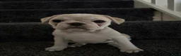 Frug dogs for sale: 🐶 Pug/French bulldog puppies 🐶 Rare markings - Advert 3