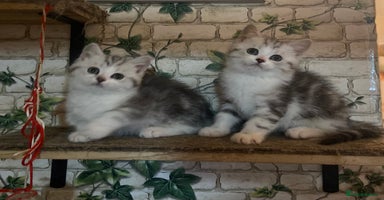 Munchkin cats Full Pedigree Munchkin Kittens  - Advert 1