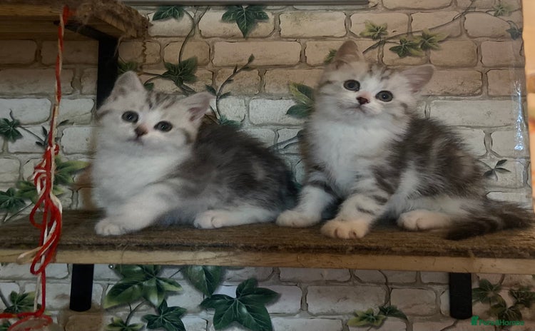 Munchkin cats Full Pedigree Munchkin Kittens  - Advert 2