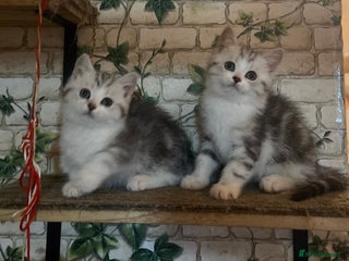 Munchkin cats Full Pedigree Munchkin Kittens - Advert 2