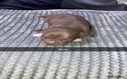 Chihuahua dogs for sale: Puppies for sale  - Image 4