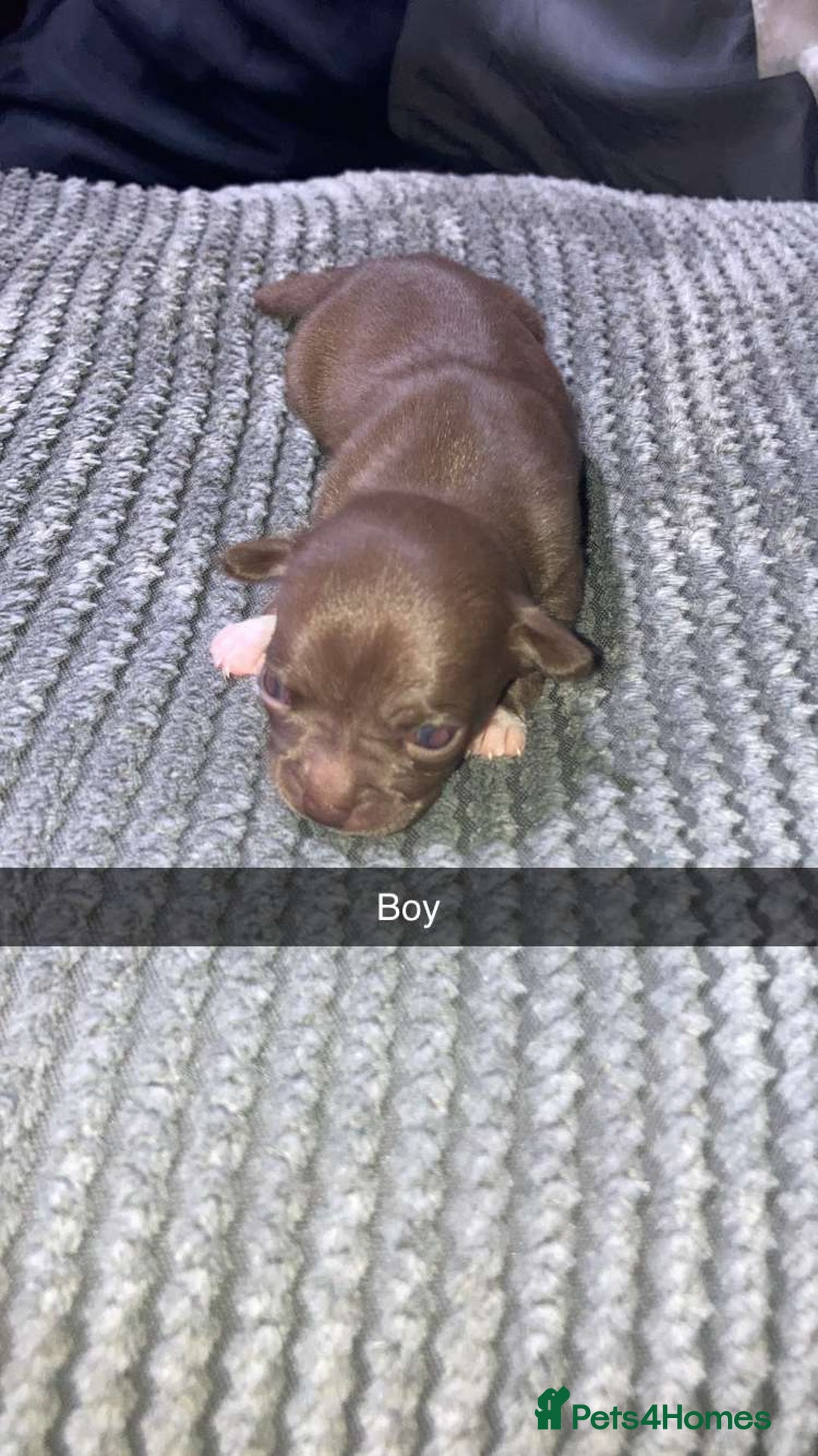 Chihuahua dogs for sale: Puppies for sale  - Image 4