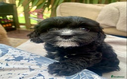 Cavapoo dogs for sale: Our last beautiful F1 Cavapoo is available! - Image 1
