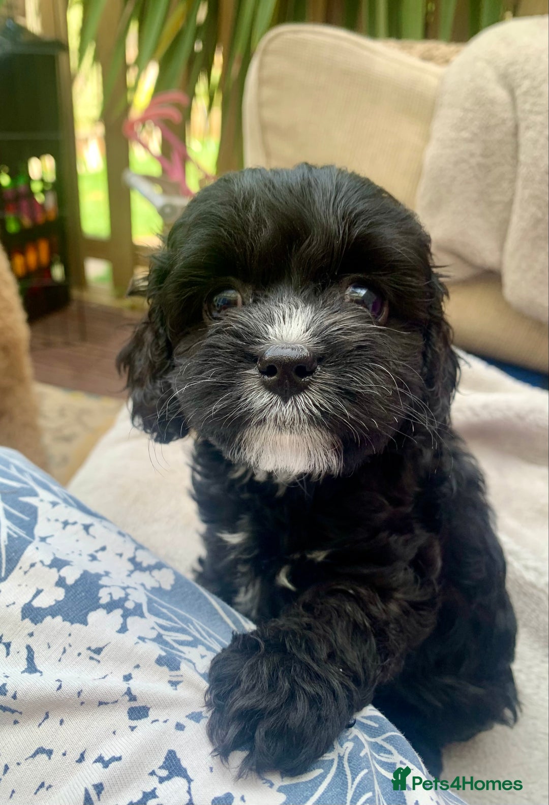 Cavapoo dogs for sale: Our last beautiful F1 Cavapoo is available! - Image 1